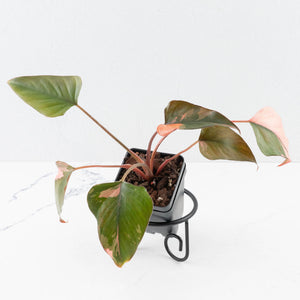 Homalomena cf. Aromatica (Spreng.) Variegated 'Pink Diamond' (wk35-L220)
