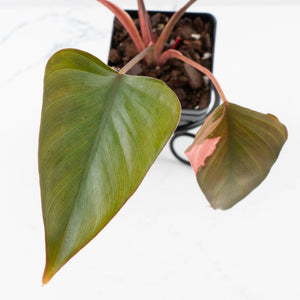 Homalomena cf. Aromatica (Spreng.) Variegated 'Pink Diamond' (wk35-L220)