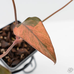 Homalomena cf. Aromatica (Spreng.) Variegated 'Pink Diamond' (wk42-L220)