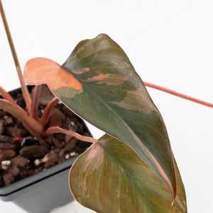 Homalomena cf. Aromatica (Spreng.) Variegated 'Pink Diamond' (wk35-L220)