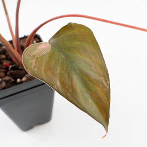 Homalomena cf. Aromatica (Spreng.) Variegated 'Pink Diamond' (wk35-L220)