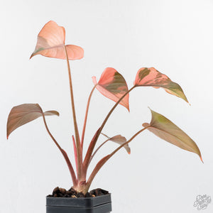 Homalomena cf. Aromatica (Spreng.) Variegated 'Pink Diamond' (wk38-L275)