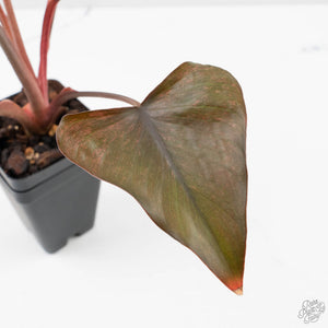 Homalomena cf. Aromatica (Spreng.) Variegated 'Pink Diamond' (wk38-L275)