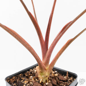 Homalomena cf. Aromatica (Spreng.) Variegated 'Pink Diamond' (wk27-H)