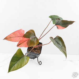 Homalomena cf. Aromatica (Spreng.) Variegated 'Pink Diamond' (wk27-H)