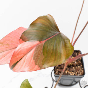 Homalomena cf. Aromatica (Spreng.) Variegated 'Pink Diamond' (wk27-H)