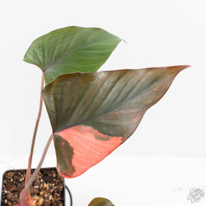 Homalomena cf. Aromatica (Spreng.) Variegated 'Pink Diamond' (wk27-H)