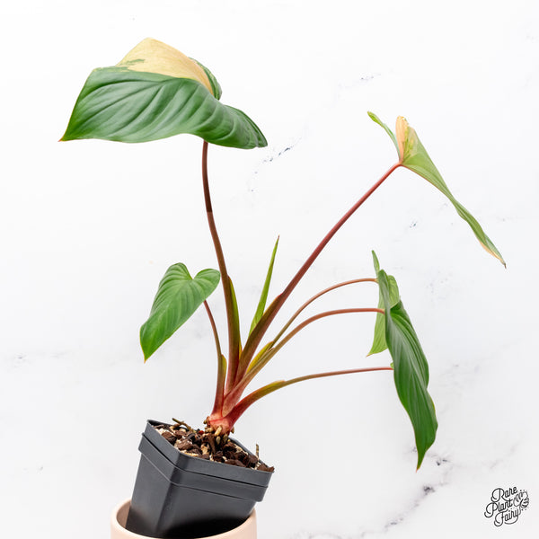 Homalomena Rubescens 'Peach' Variegated (wk37-H)