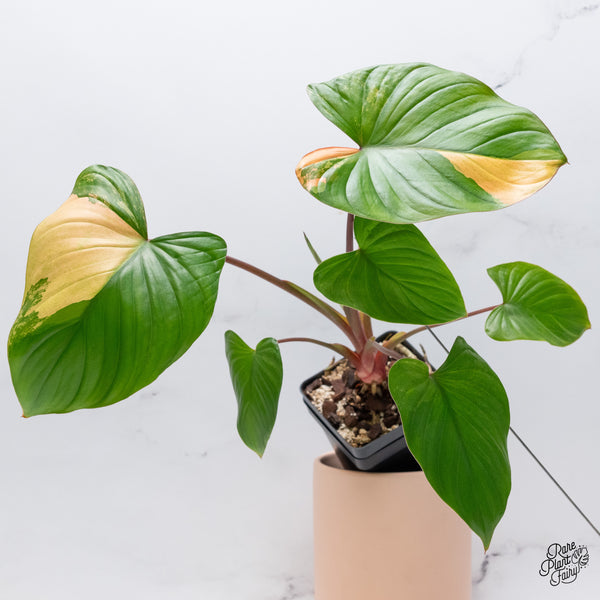 Homalomena Rubescens 'Peach' Variegated (wk37-H)