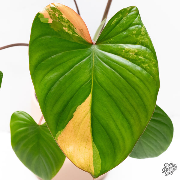 Homalomena Rubescens 'Peach' Variegated (wk37-H)