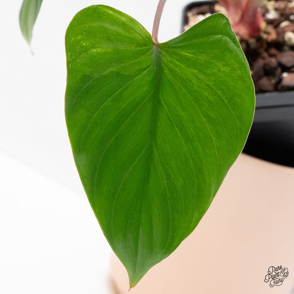Homalomena Rubescens 'Peach' Variegated (wk37-H)