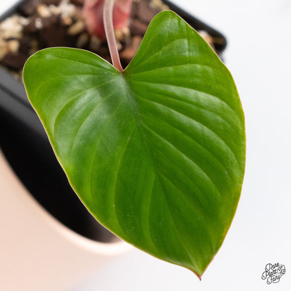 Homalomena Rubescens 'Peach' Variegated (wk37-H)