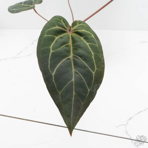 Anthurium Home, Sweet Home '32' x Dark & Handsome '9' by DocBlock® (wk18-L)