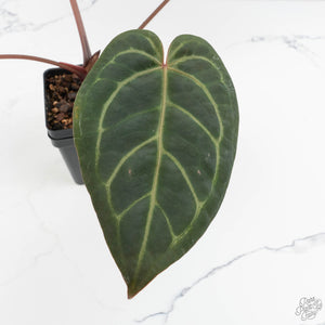 Anthurium Home, Sweet Home '32' x Dark & Handsome '9' by DocBlock® (wk18-L)