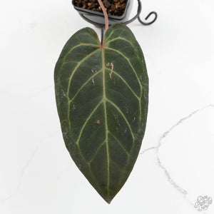 Anthurium Home, Sweet Home '32' x Dark & Handsome '9' by DocBlock® (wk18-L)
