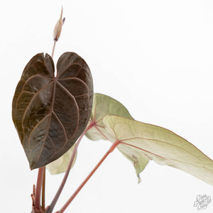 Anthurium Home, Sweet Home '32' x Dark & Handsome '9' by DocBlock® (wk18-T)