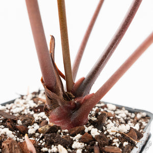 Anthurium Home, Sweet Home '32' x Dark & Handsome '9' by DocBlock® (wk18-T)