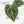 Anthurium Home, Sweet Home '32' x Dark & Handsome '9' by DocBlock® (wk19-N)
