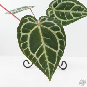 Anthurium Home, Sweet Home '32' x Dark & Handsome '9' by DocBlock® (wk19-N)