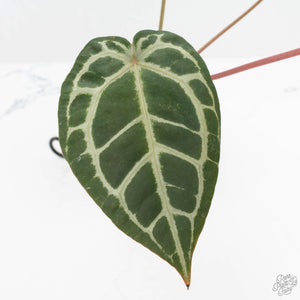 Anthurium Home, Sweet Home '32' x Dark & Handsome '9' by DocBlock® (wk19-N)