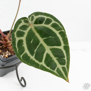 Anthurium Home, Sweet Home '32' x Dark & Handsome '9' by DocBlock® (wk19-N)