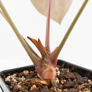Anthurium Home, Sweet Home '32' x Dark & Handsome '9' by DocBlock® (wk19-N)
