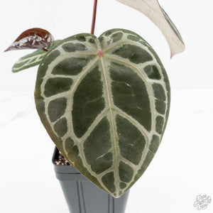 Anthurium Home, Sweet Home '32' x Dark & Handsome '9' by DocBlock® (wk19-O)