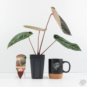 Anthurium Home, Sweet Home '32' x Dark & Handsome '9' by DocBlock® (wk19-P)