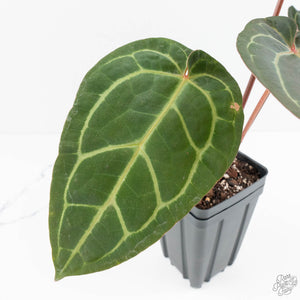 Anthurium Home, Sweet Home '32' x Dark & Handsome '9' by DocBlock® (wk19-P)