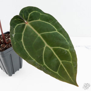 Anthurium Home, Sweet Home '32' x Dark & Handsome '9' by DocBlock® (wk19-P)