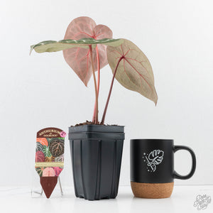 Anthurium Home, Sweet Home '32' x Dark & Handsome '9' by DocBlock® (wk27-K)
