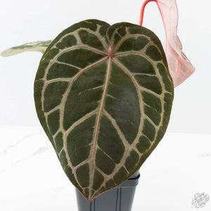 Anthurium Home, Sweet Home '32' x Dark & Handsome '9' by DocBlock® (wk27-K)