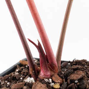 Anthurium Home, Sweet Home '32' x Dark & Handsome '9' by DocBlock® (wk27-K)