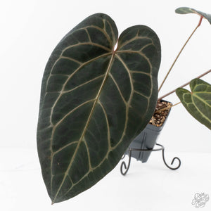 Anthurium Home, Sweet Home '32' x Dark & Handsome '9' by DocBlock® (wk28-G)