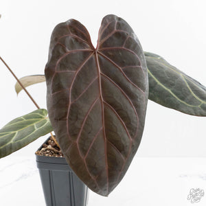 Anthurium Home, Sweet Home '32' x Dark & Handsome '9' by DocBlock® (wk28-G)