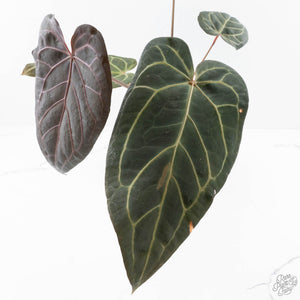 Anthurium Home, Sweet Home '32' x Dark & Handsome '9' by DocBlock® (wk28-G)