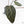 Anthurium Home, Sweet Home '32' x Dark & Handsome '9' by DocBlock® (wk28-G)