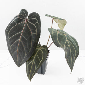 Anthurium Home, Sweet Home '32' x Dark & Handsome '9' by DocBlock® (wk29-C)