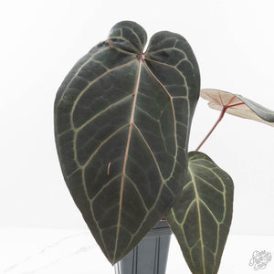 Anthurium Home, Sweet Home '32' x Dark & Handsome '9' by DocBlock® (wk29-C)