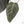 Anthurium Home, Sweet Home '32' x Dark & Handsome '9' by DocBlock® (wk29-C)