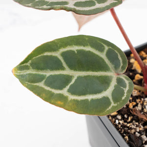 Anthurium Home, Sweet Home '32' x Dark & Handsome '9' by DocBlock® (wk29-M)