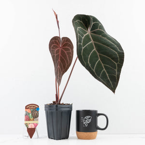 Anthurium Home, Sweet Home '32' x Dark & Handsome '9' by DocBlock® (wk30-A)