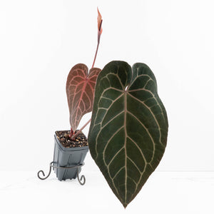 Anthurium Home, Sweet Home '32' x Dark & Handsome '9' by DocBlock® (wk30-A)