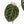 Anthurium Home, Sweet Home '32' x Dark & Handsome '9' by DocBlock® (wk30-C)