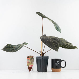Anthurium Home, Sweet Home '32' x Dark & Handsome '9' by DocBlock® (wk31-A)