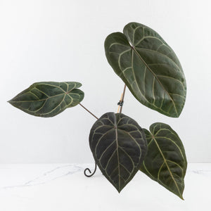 Anthurium Home, Sweet Home '32' x Dark & Handsome '9' by DocBlock® (wk31-A)