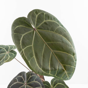 Anthurium Home, Sweet Home '32' x Dark & Handsome '9' by DocBlock® (wk31-A)