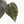 Anthurium Home, Sweet Home '32' x Dark & Handsome '9' by DocBlock® (wk31-A)
