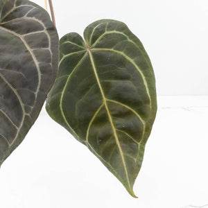 Anthurium Home, Sweet Home '32' x Dark & Handsome '9' by DocBlock® (wk31-A)
