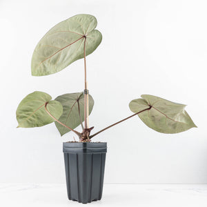 Anthurium Home, Sweet Home '32' x Dark & Handsome '9' by DocBlock® (wk31-A)